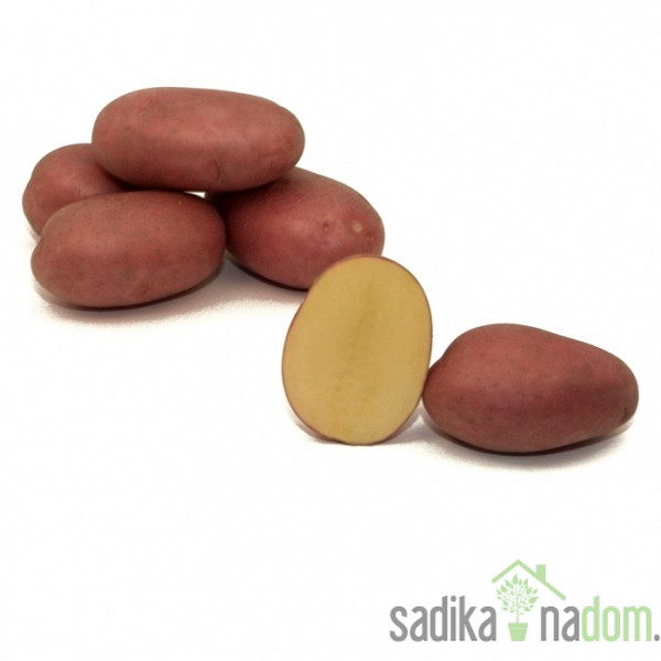 Semenski krompir Labella