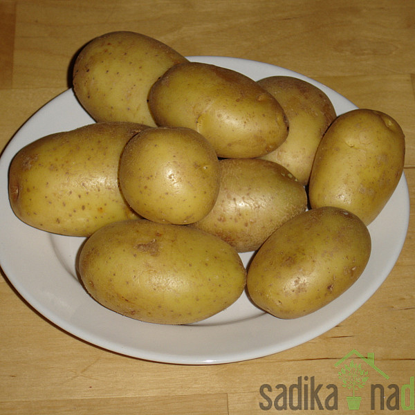 Semenski krompir Marabel