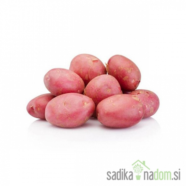 Semenski krompir Memphis - NADOMESTNA SORTA ZA DESIREE