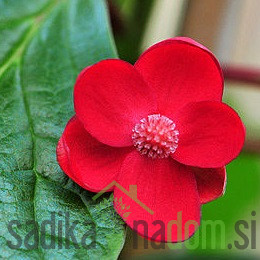 Šisandra rubriflora (schisandra rubriflora) - OKRASNA