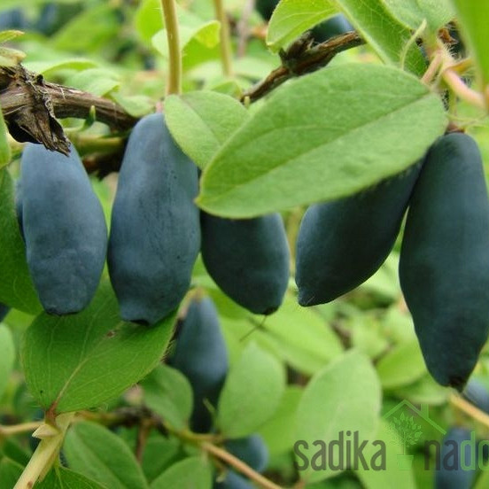 Sibirska borovnica Karina