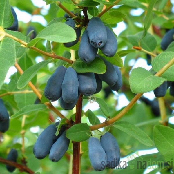 Sibirska borovnica Krupnoplodnaja