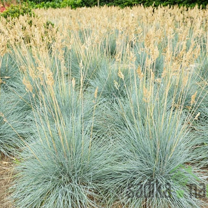 Sinjezelena bilnica (Festuca Glauca)