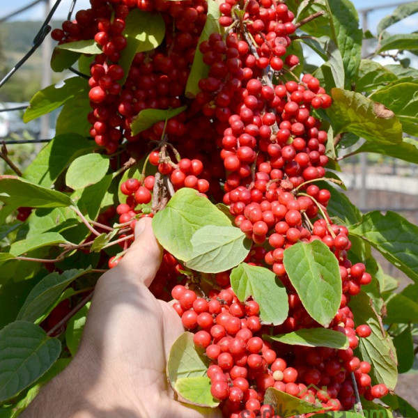 Šisandra Schisandra Sadova No1 - DEBELOPLODNA