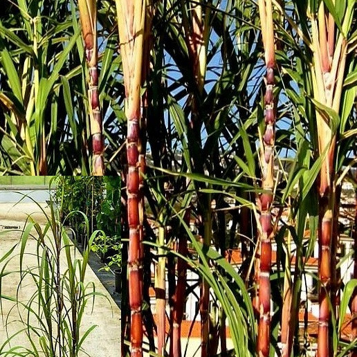 Sladkorni trs (canna da zuccero)