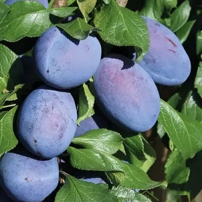 Sliva Joganta - ZELO DEBELI PLODOVI