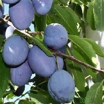 Sliva Domača Bistrica