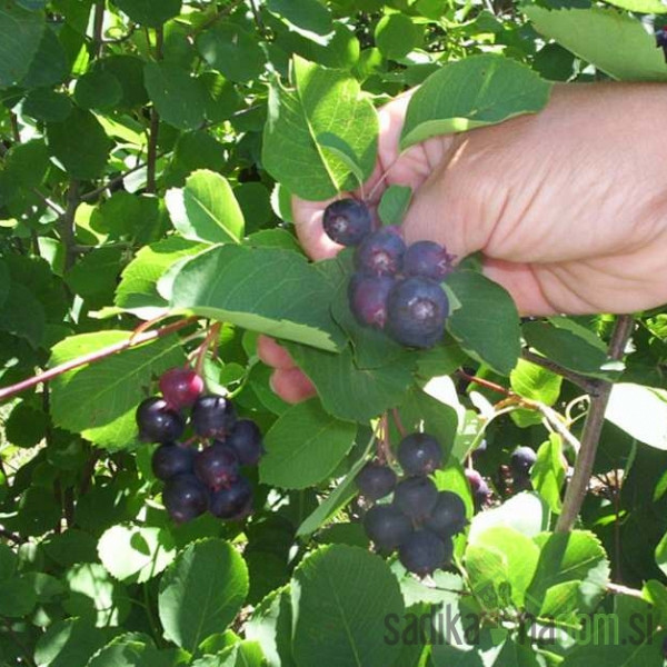 Šmarna hrušica Honeywood