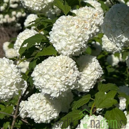 Snežna kepa/ Brogovita (Viburnum opolus)