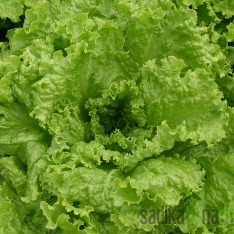 Seme Solata Gentilina - GRAND RAPIDS