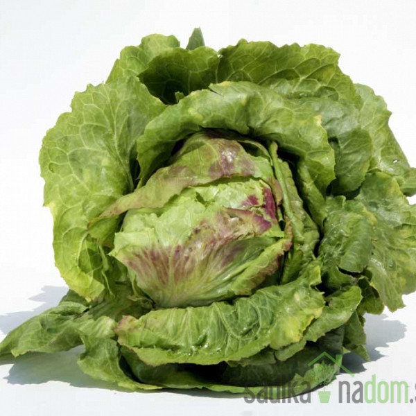 Seme Solata Bistra A400