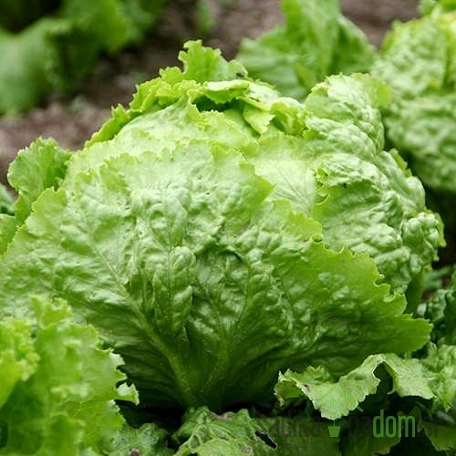 Solata glavnata Leda / Batavia rubia