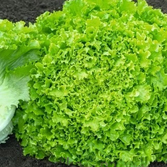 Solata poletna Guidizel