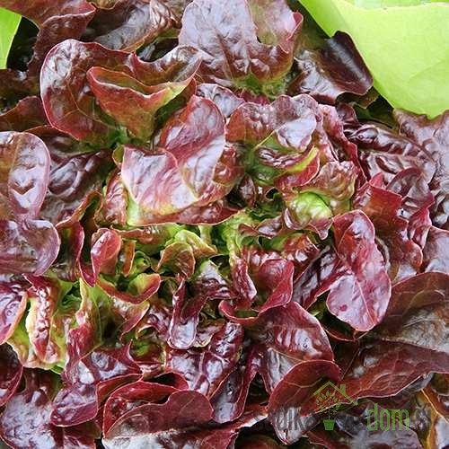 Solata hrastov list rdeči 