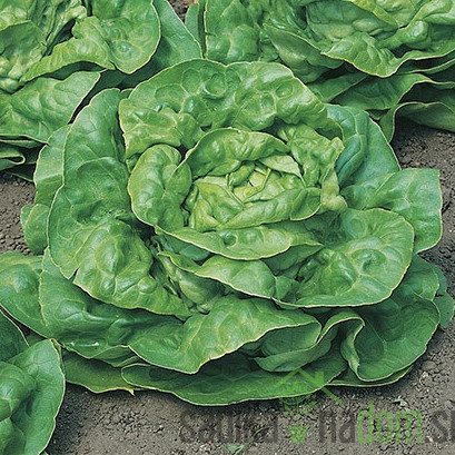 Seme Zelena solata Kagraner Sommer 2