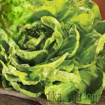 Seme solata Winterina 404