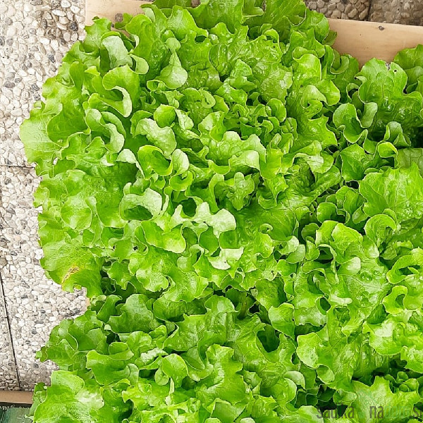 Solata zimska Guenola