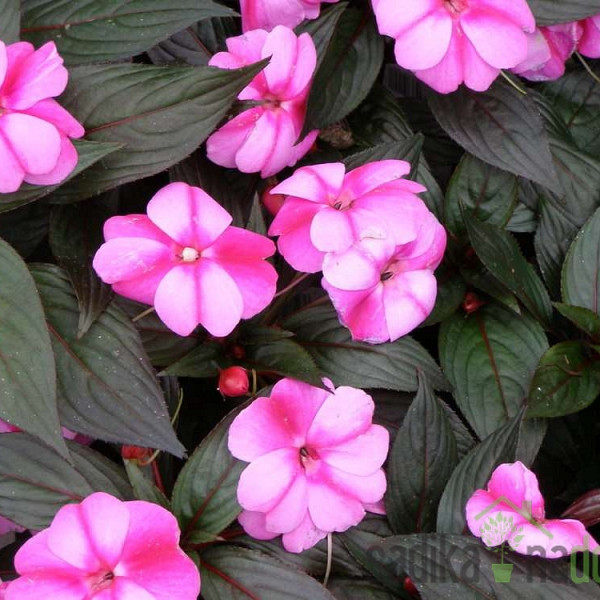 Sončna vodenka Nova Gvineja (Impatiens New Guinea)