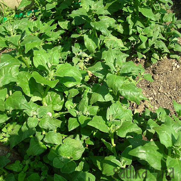 Seme Špinača Novozelandska plazeča A461