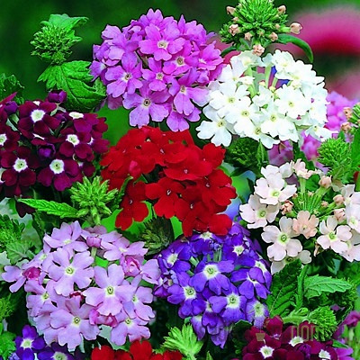 Seme Sporiš (verbena) mešanica A5600
