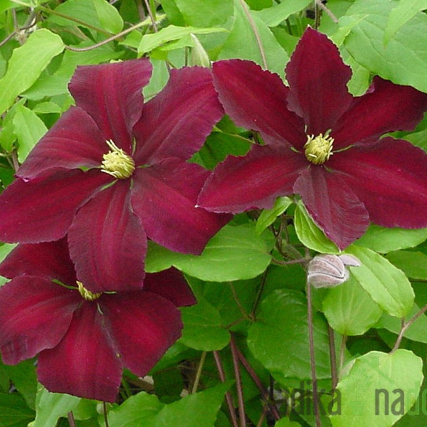 Srobot Niobe (Clematis)