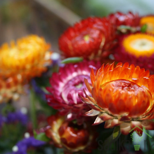 Seme Suha roža - mešanica A3720