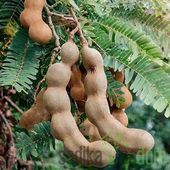 Tamarinda/ Indijski datelj (tamarindos indica)