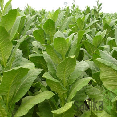 Tobak Virginia (Nicotiana tobacum)