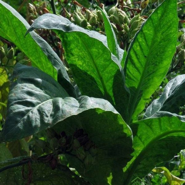 Tobak Virginia Gold (Nicotiana tobacum)