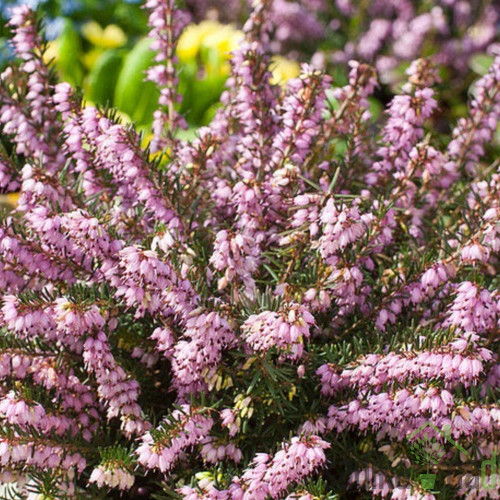 Trajna vresa (Erica Darleyensis)