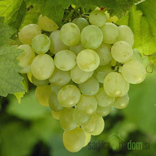 Trta Apirena bela - brez pečk