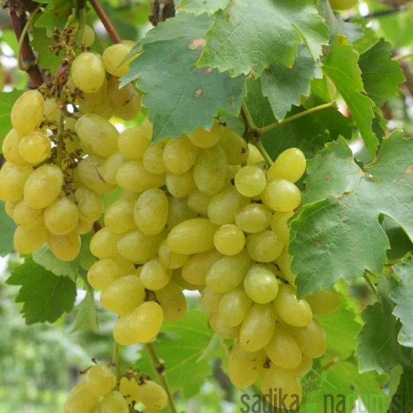 Trta Centennial / brez pečk