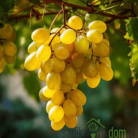 Trta Regal / brez pečk