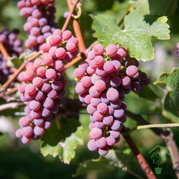 Trta Sauvignier Gris