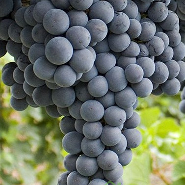 Trta Smeralda - BREZ PEŠK