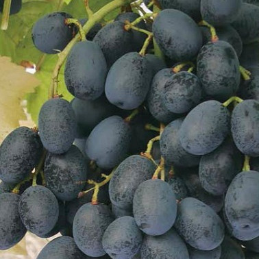 Trta Stock Blue / brez pečk