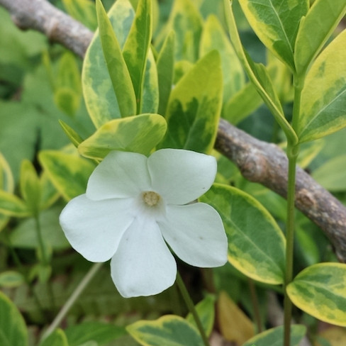 Navadni zimzelen Alba Variegata (Vinca minor)