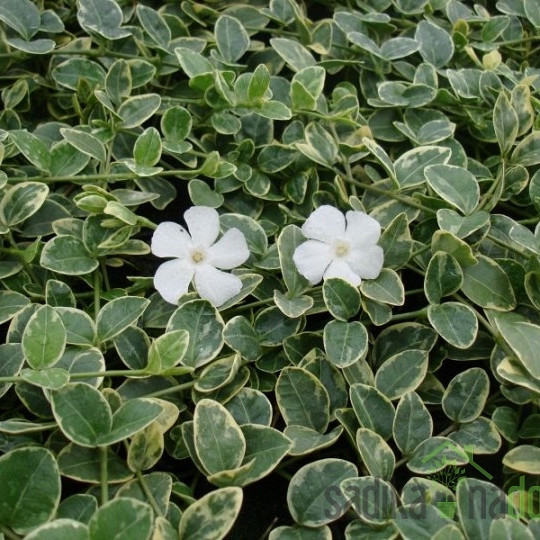 Navadni zimzelen Evelyn (Vinca minor)