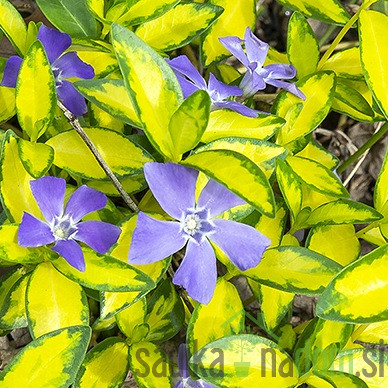 Vinika Ilumination (vinca minor)