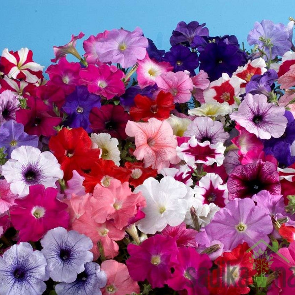 Viseča petunija (Petunia sp.)