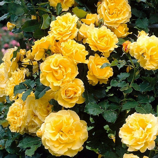 Vrtnica Golden Showers