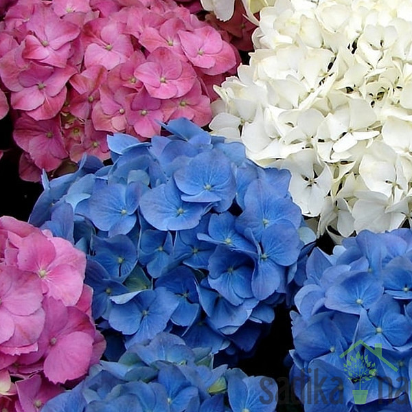 Vrtna hortenzija (Hydrangea macrophylla)