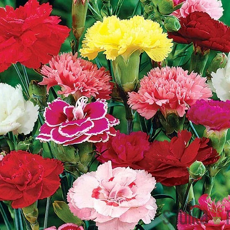 Vrtni nagelj (Dianthus caryophyllus)