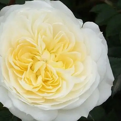 Vrtnica Alysa stebelna - nizka