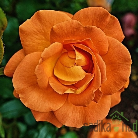 Vrtnica Arnold Del Bard