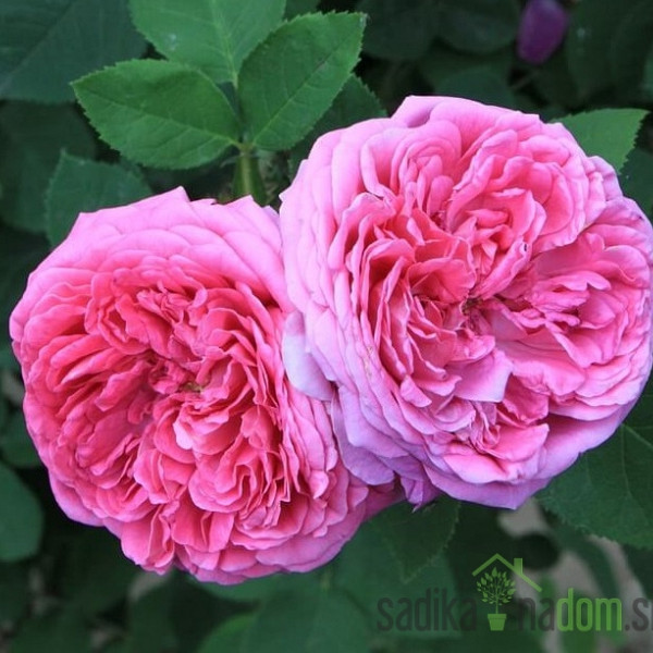 Vrtnica Blush Damask