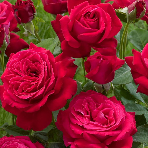 Vrtnica Dame De Coeur - MOČNO DIŠI