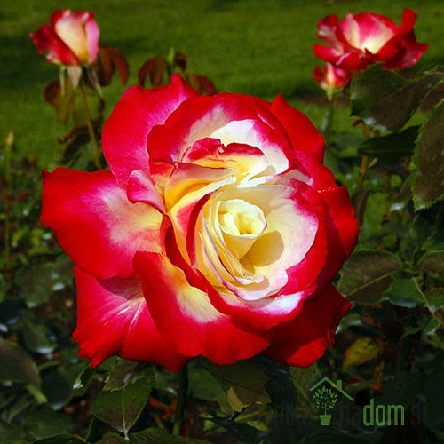 Vrtnica Double Delight