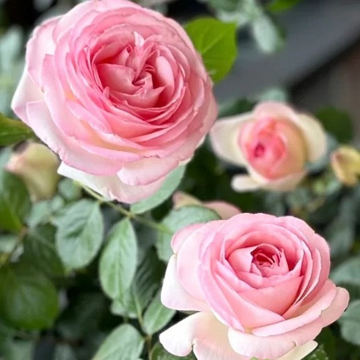 Vrtnica Eden Rose
