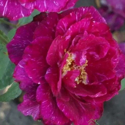 Vrtnica Ekrixis
